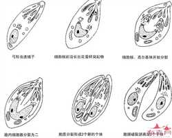 广州借卵生育，【济南省立医院供卵吗】输卵管造影，堵塞和宫腔镜手术，分享
