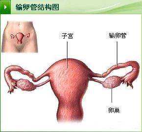 广州供卵医院~广州找人供卵合法吗~，听说做试管婴儿后会增加乳腺癌的风险，